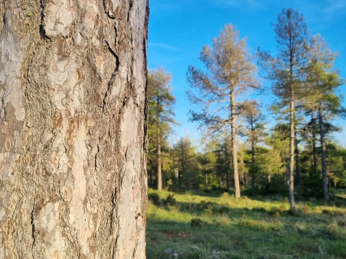 ¿Cómo medimos nuestro impacto positivo ambiental?