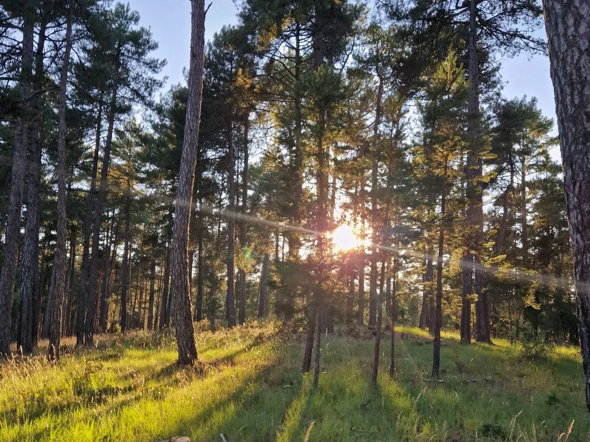 ¿Cómo medimos nuestro impacto positivo ambiental?