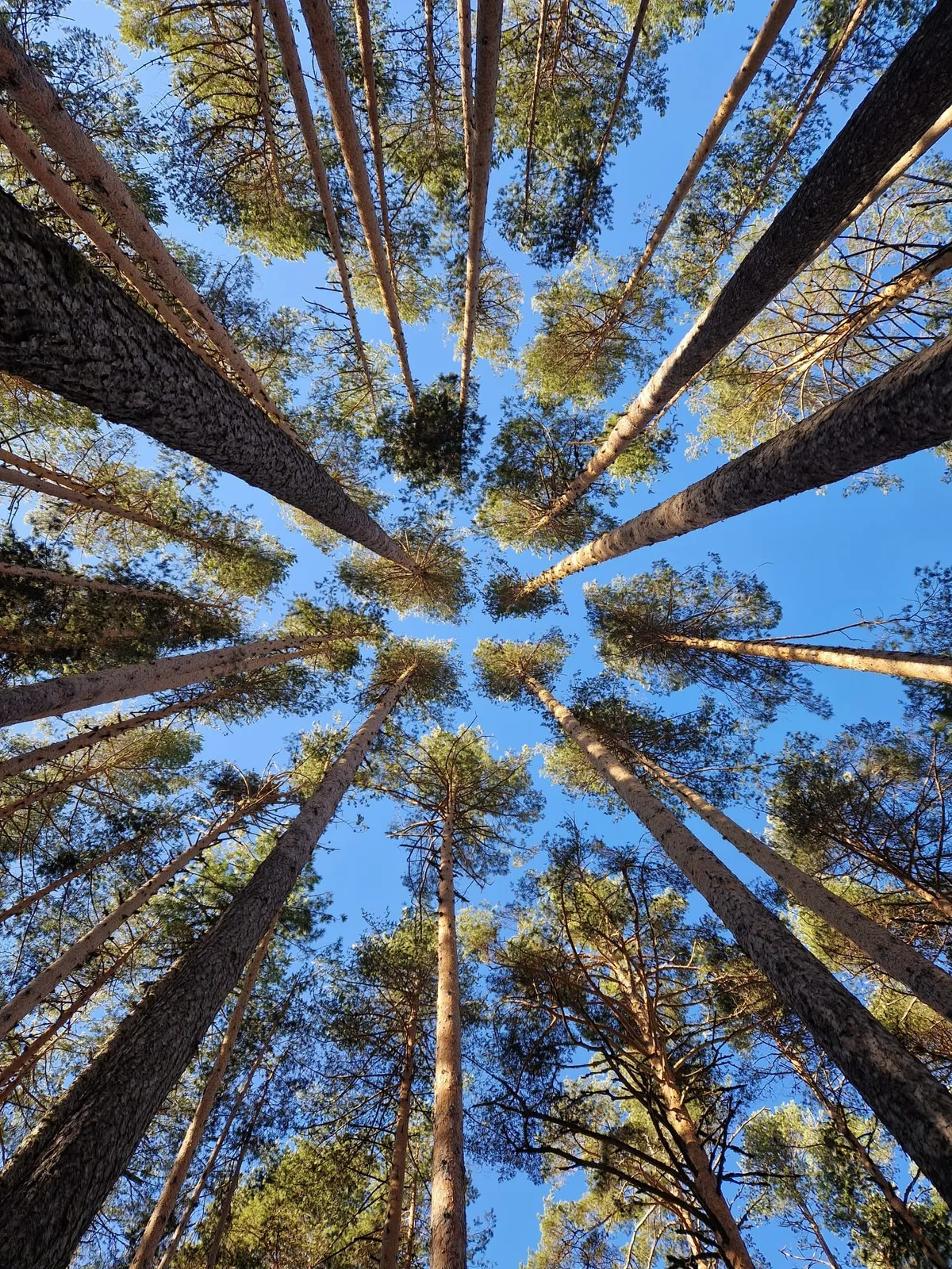 ¿Con qué madera fabricamos en Mobhu?
